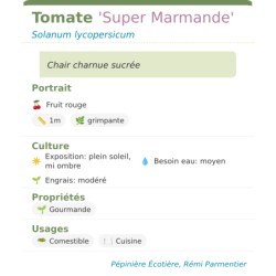 Fiche descriptive de Tomate Super Marmande
