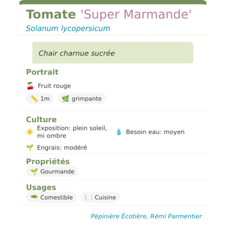 Fiche descriptive de Tomate Super Marmande