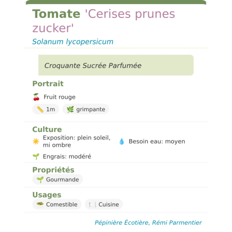 Fiche descriptive de Tomate Cerises prunes zucker