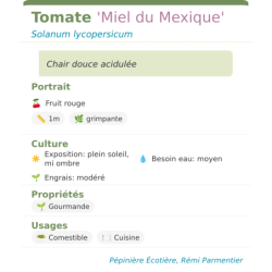 Fiche descriptive de Tomate Miel du Mexique