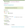 Fiche descriptive de Tomate Cerise Black cherry