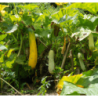 Photo d'une courgette Chair douce noisette