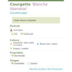 Fiche descriptive de Courgette Blanche libanaise