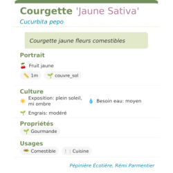 Fiche descriptive de Courgette Jaune Sativa