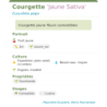 Fiche descriptive de Courgette Jaune Sativa