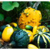 Photo de courges Chair jaune orangé douce