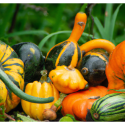 Photo de courges Chair jaune orangé douce