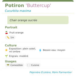 Fiche descriptive de Potiron Buttercup