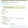 Fiche descriptive de Potiron Buttercup