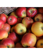 Fruitier