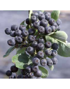 Petit fruit