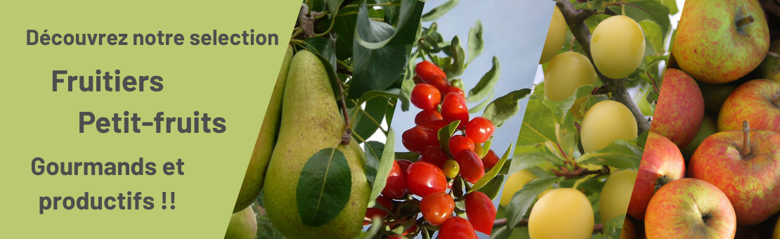 Découvres notre gamme de fruitiers de variétés anciennes, productifs, résistant et délicieux !
