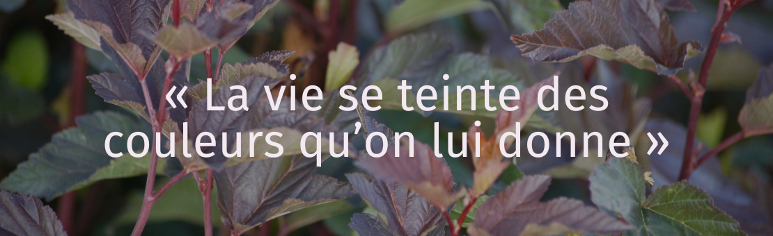 Notre gamme ornementale se compose d'une sélection moderne et design de plantes pour colorer votre jardin toute l'année.