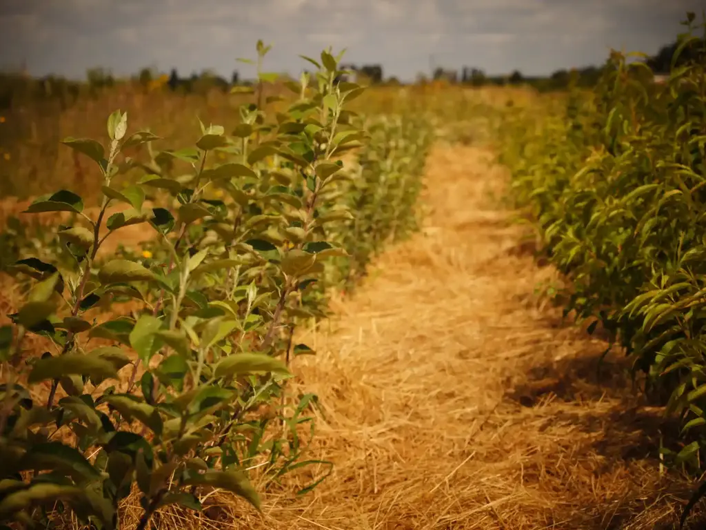 production d'abres fruitiers