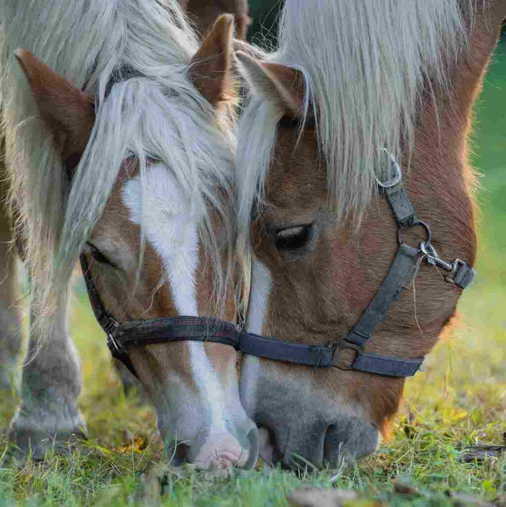 Chevaux pâturant ensemble