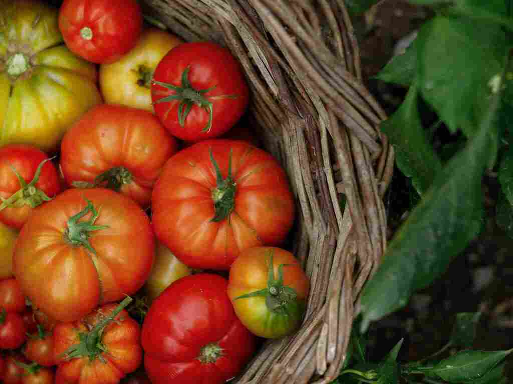 Panier de tomates anciennes variées