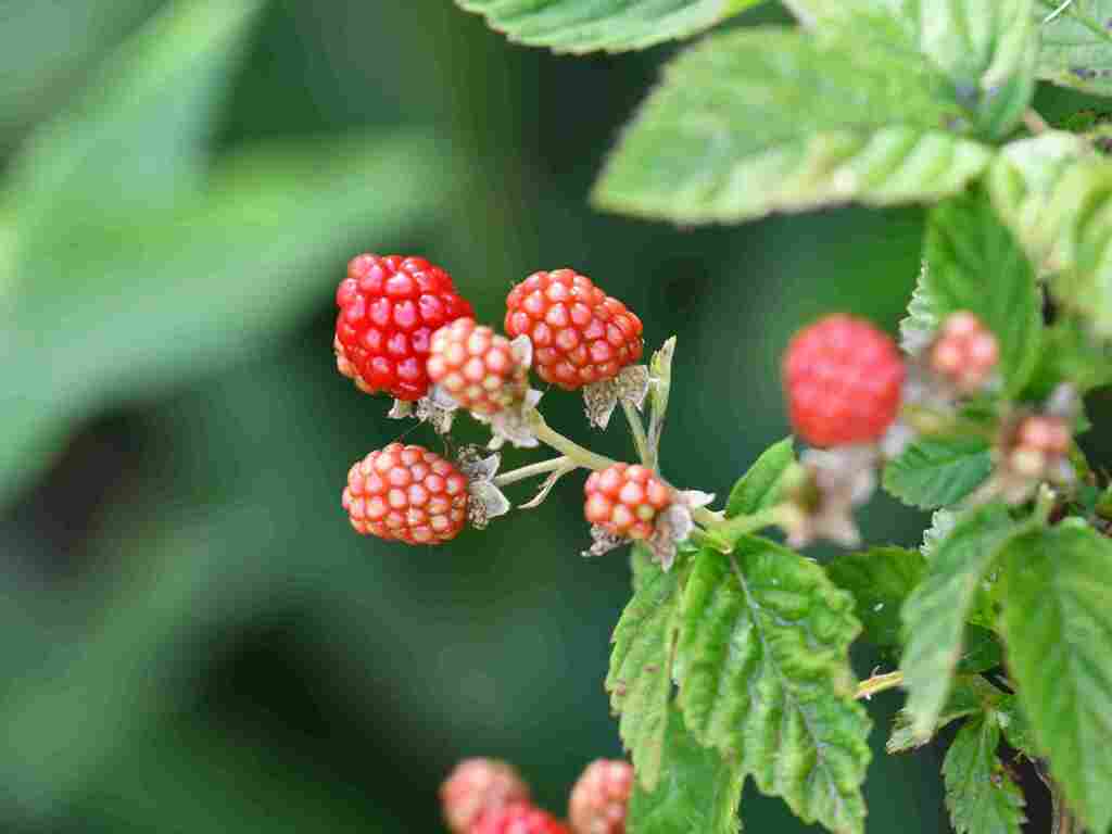 Jeune plant de framboisier Willamette