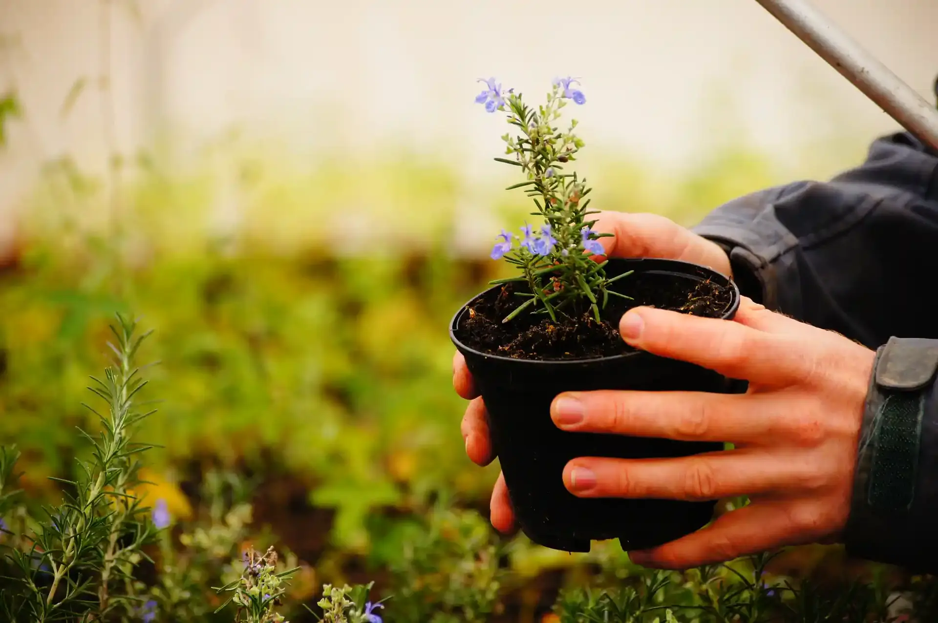 Pépiniériste regardant la culture du romarin